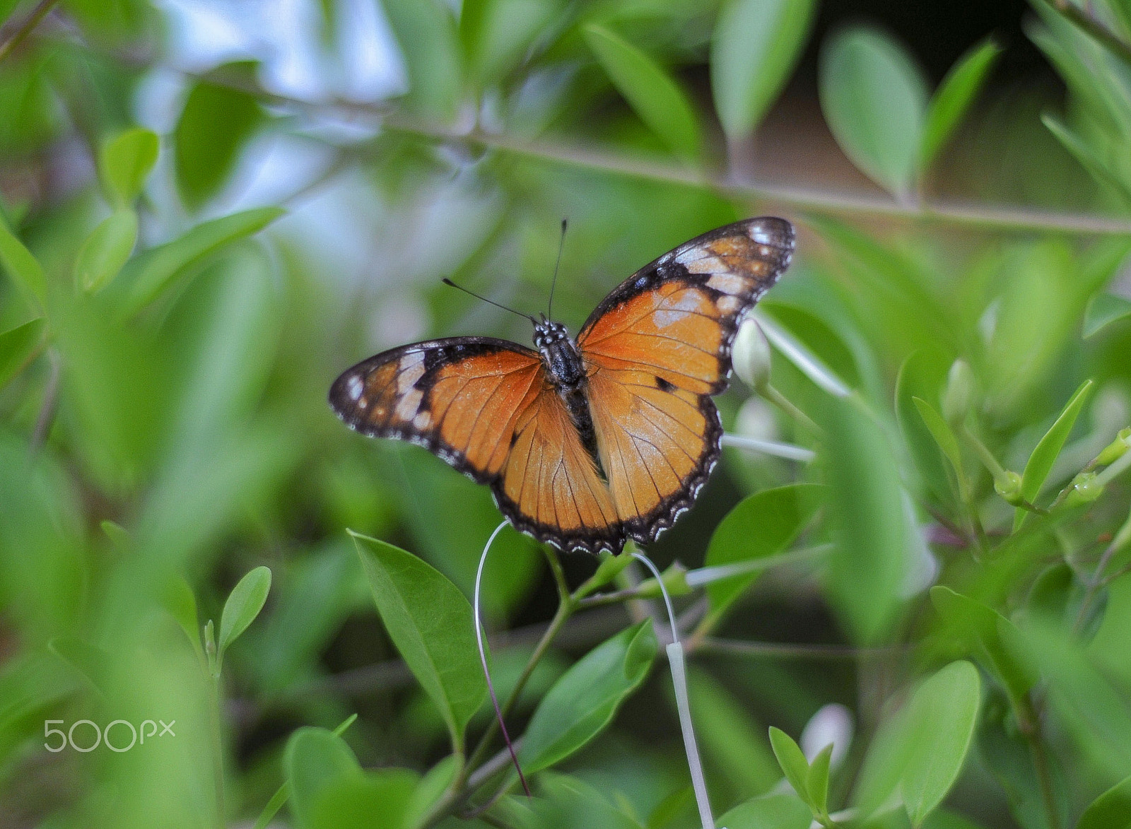 Nikon D300 + AF Nikkor 50mm f/1.8 sample photo. Papillon sur une branche photography
