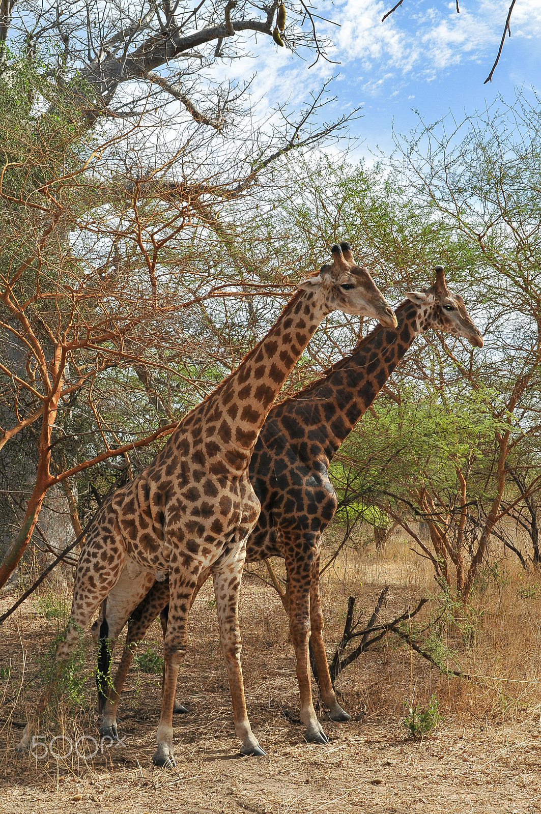 Nikon D300 + Nikon AF Nikkor 28mm F2.8D sample photo. Girafe - réserve de bandia photography