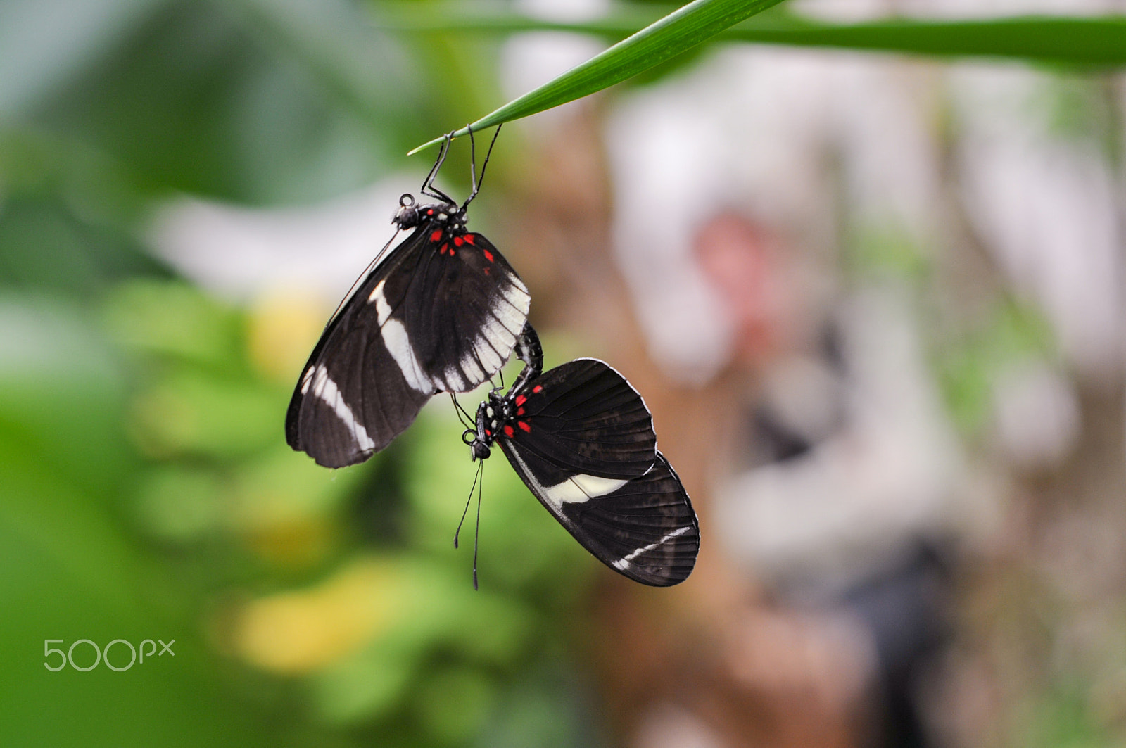 Nikon D300 + AF Nikkor 50mm f/1.8 sample photo. Papillon - rencontre amoureuse photography