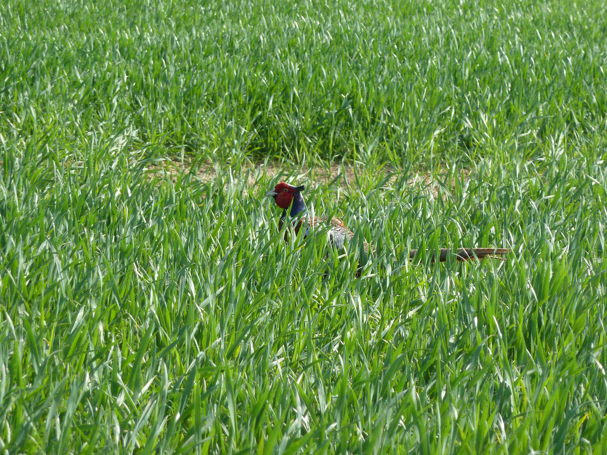 Leica V-Lux 20 sample photo. Pheasant photography