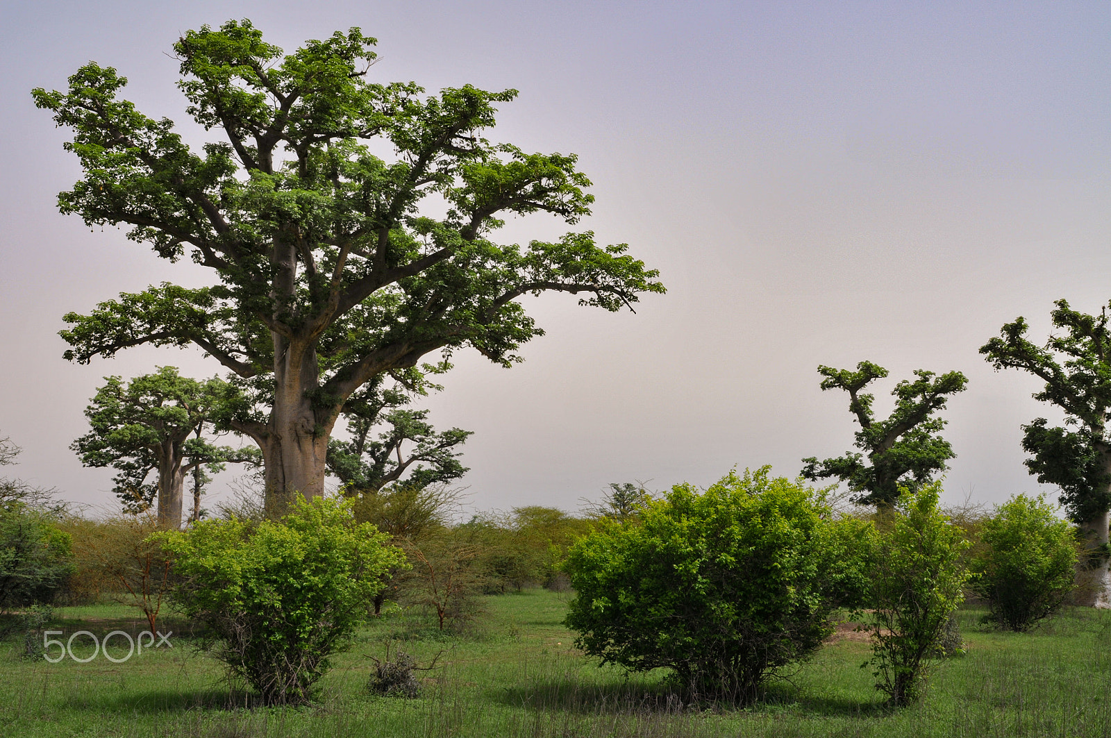 Nikon D300 + Nikon AF Nikkor 28mm F2.8D sample photo. Baobab africain (img.0516) photography