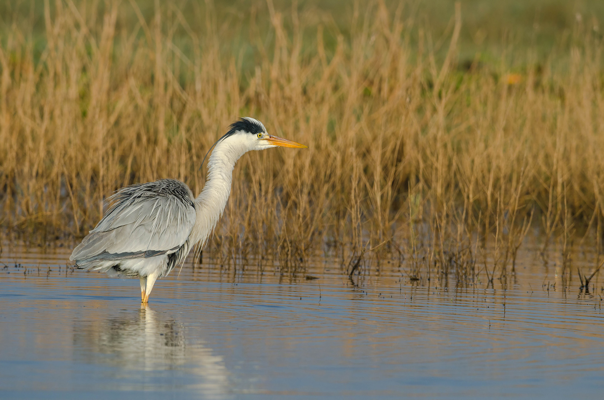 Nikon D7000 + Nikon AF-S Nikkor 500mm F4G ED VR sample photo. Grey heron photography