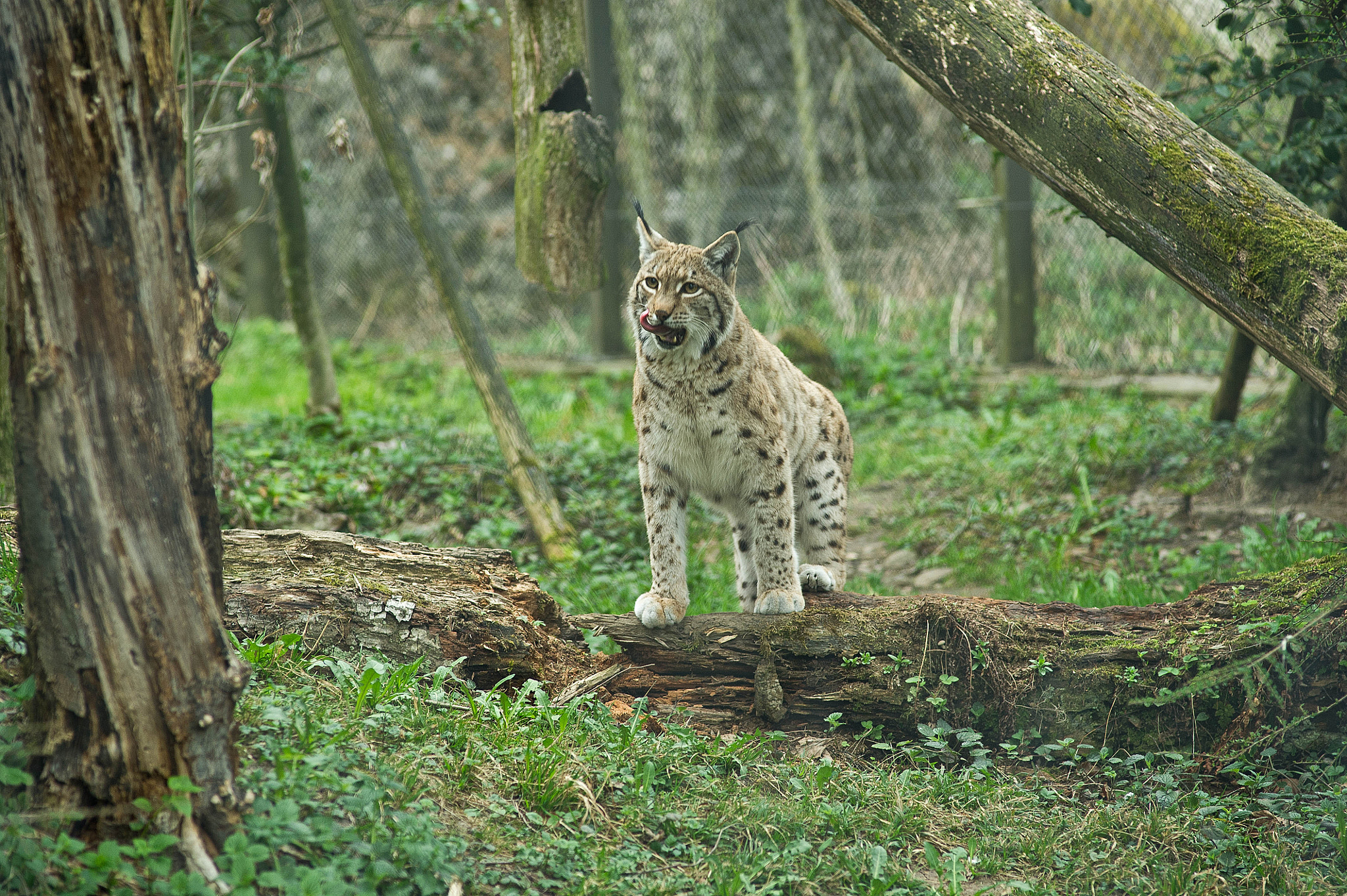 Nikon D3S + Nikon AF Nikkor 180mm F2.8D ED-IF sample photo. Chained lynx photography