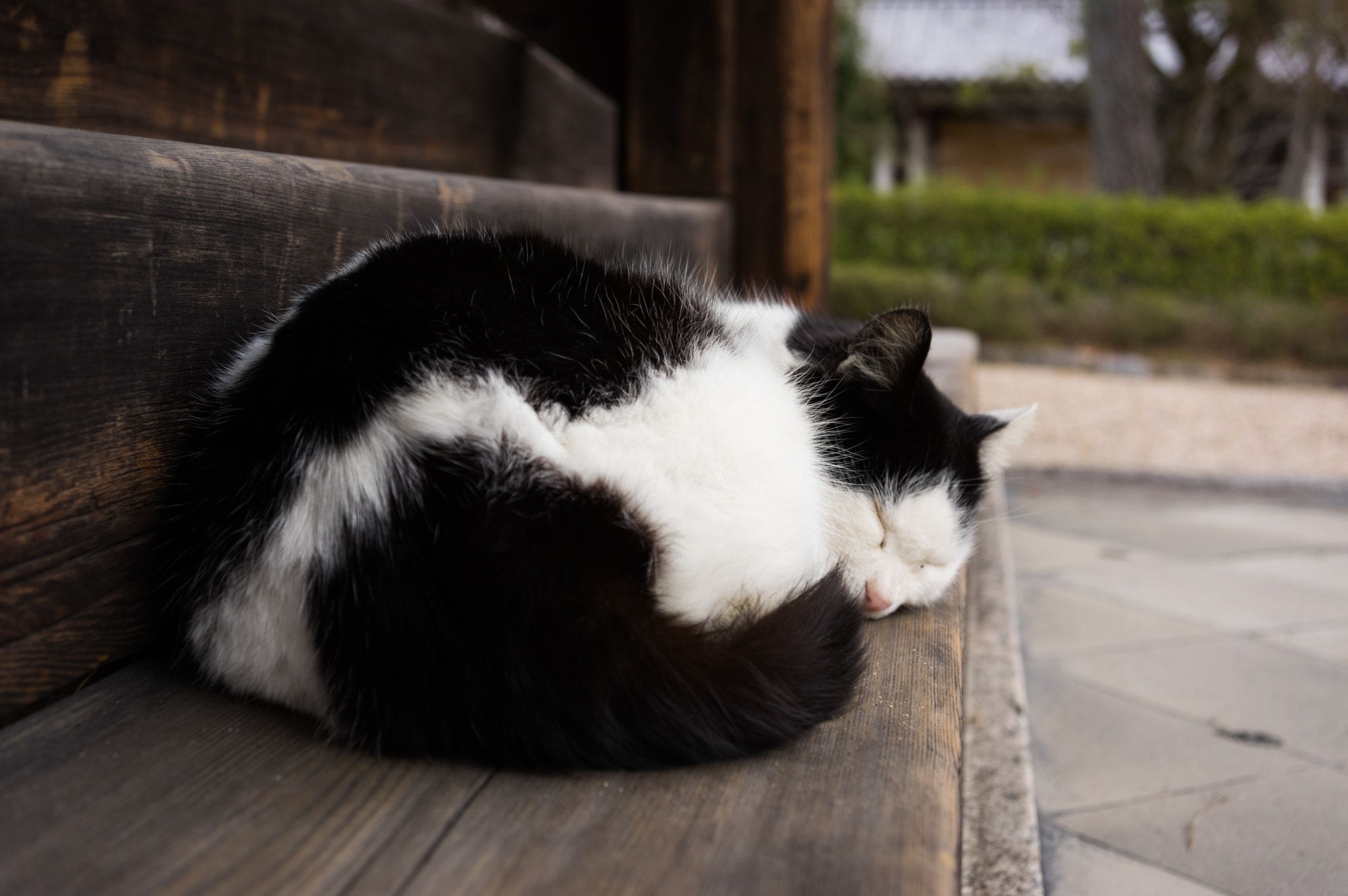 Pentax K-3 II sample photo. Sleeping at the oldest temple photography