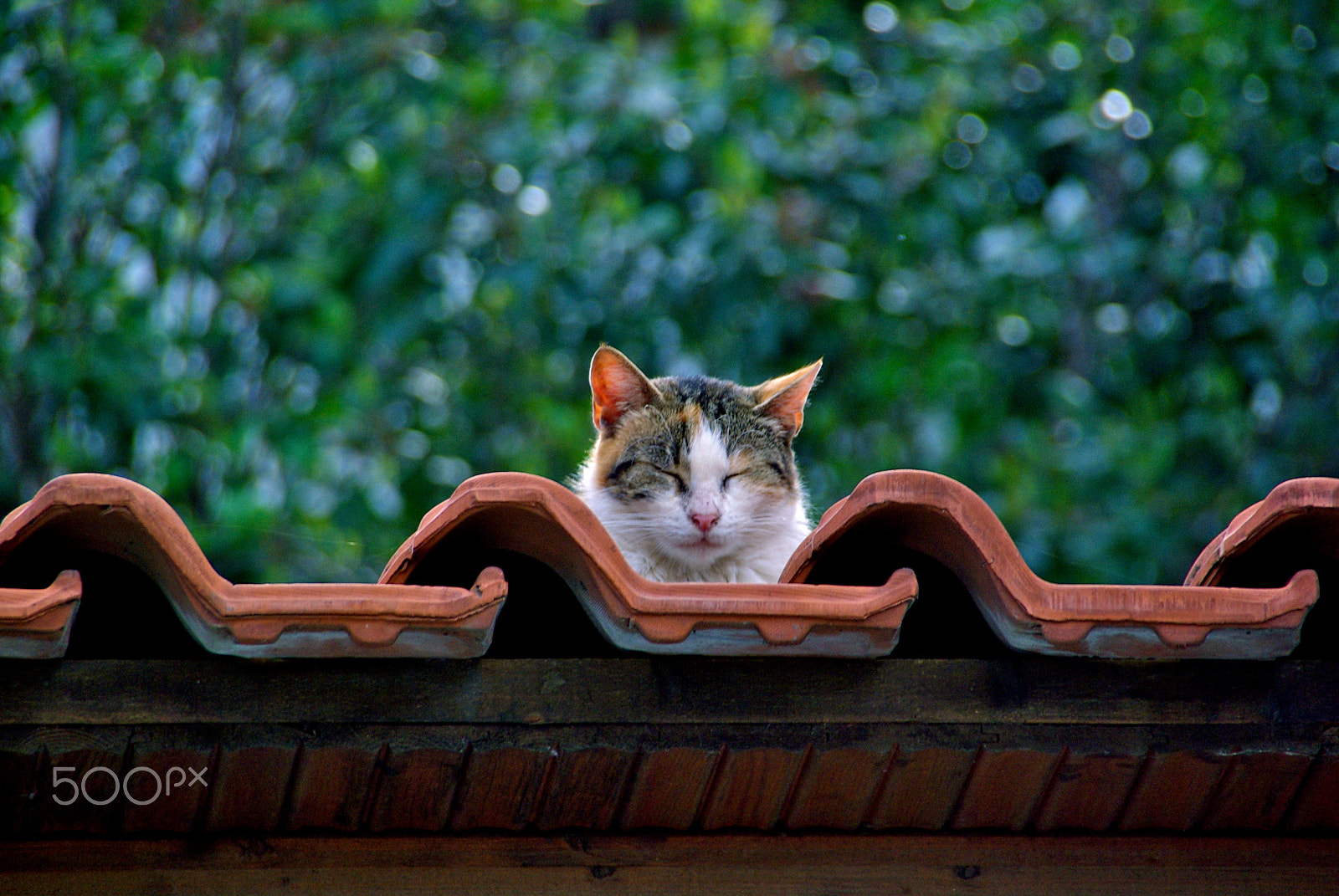 Pentax K10D sample photo. Having many dreams... photography