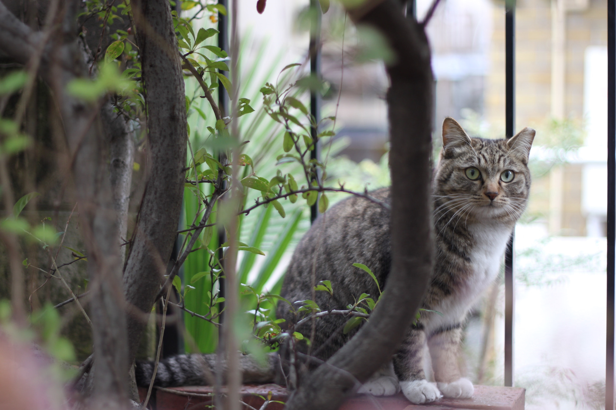 Canon EOS 500D (EOS Rebel T1i / EOS Kiss X3) + Canon EF 50mm F1.8 II sample photo. Saying "what do you want?" photography