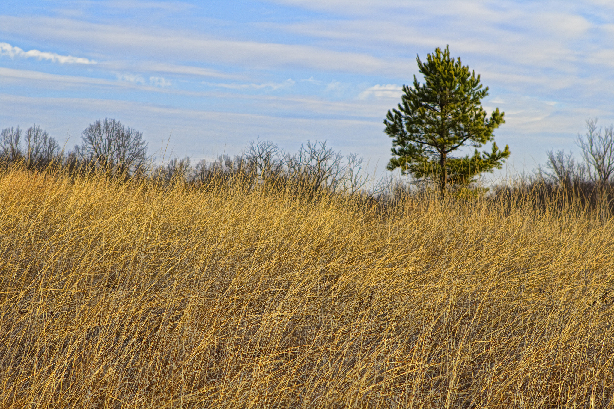 Canon EF 24-70mm F2.8L USM sample photo. Field photography