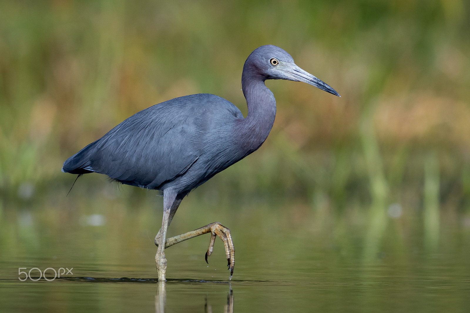 Nikon AF-S Nikkor 300mm F2.8G ED VR II sample photo. Little blue heron photography
