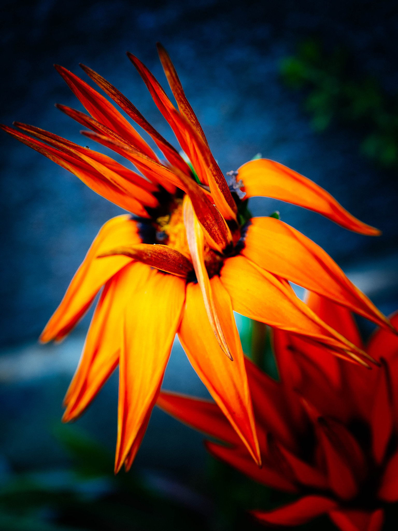 Olympus OM-D E-M1 + Panasonic Lumix G Macro 30mm F2.8 ASPH Mega OIS sample photo. Gazania photography