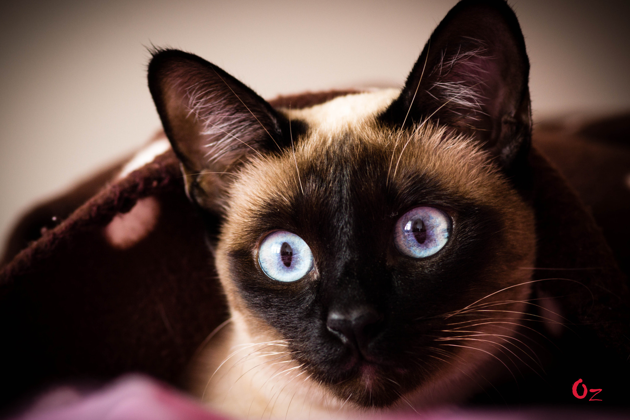 Sony SLT-A77 + Minolta AF 100mm F2.8 Macro [New] sample photo. Blue eyes ii photography