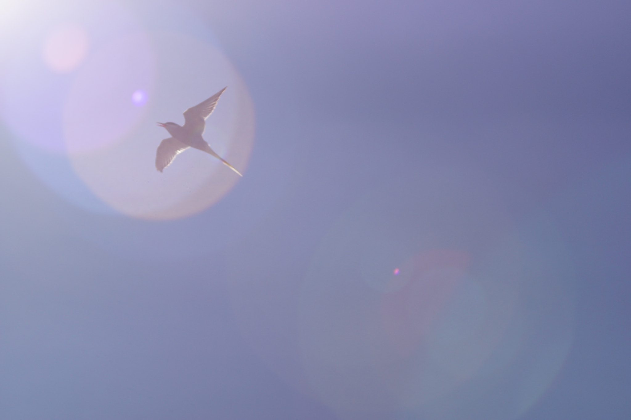 Minolta AF 80-200mm F2.8 HS-APO G sample photo. Into the sun photography