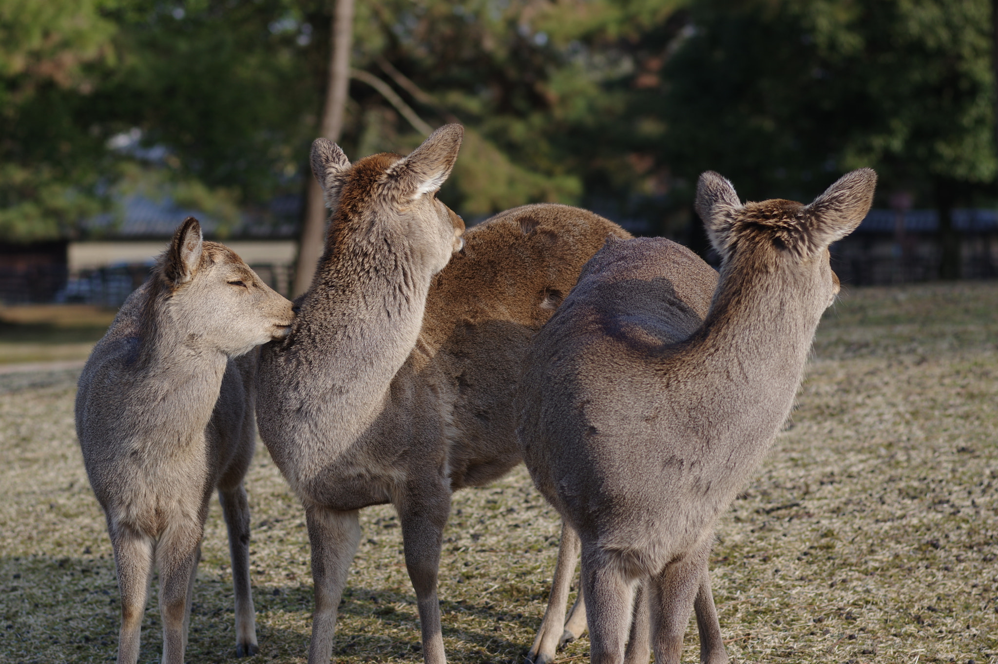 Pentax K-3 II + Pentax smc FA 77mm 1.8 Limited sample photo. Very shy photography