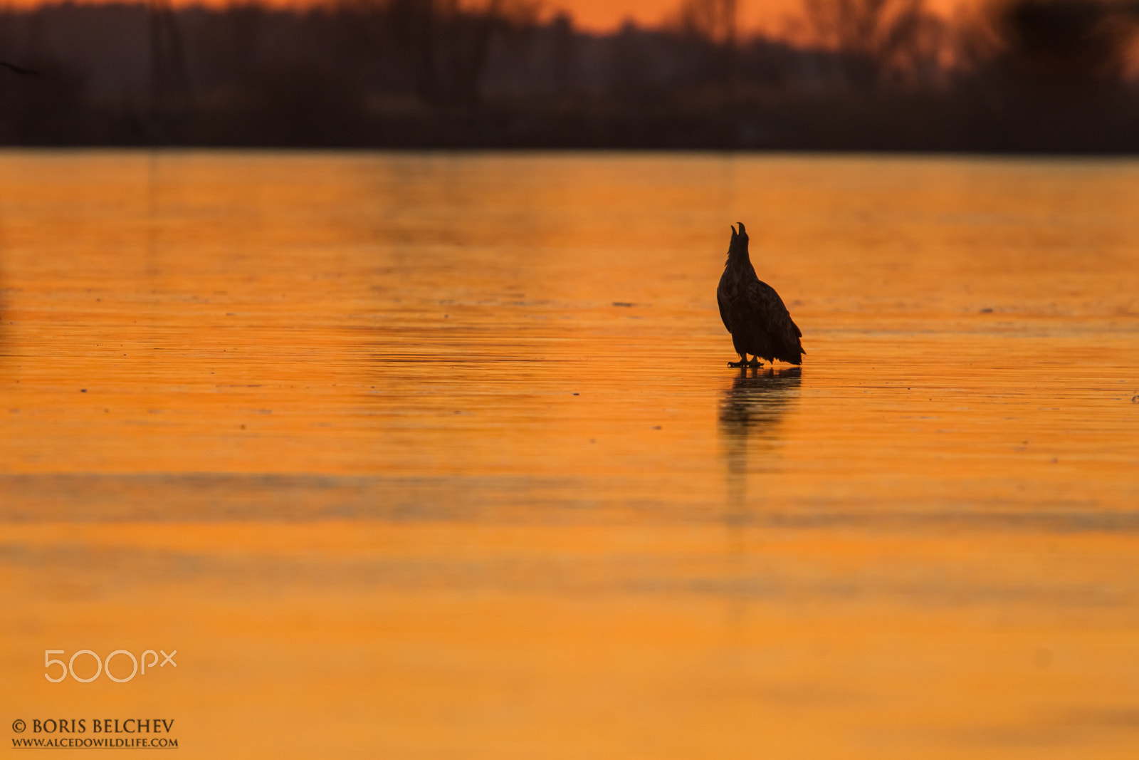 Canon EF 300mm F2.8L IS USM sample photo. Hide photography in lithuania 2015-2016 photography