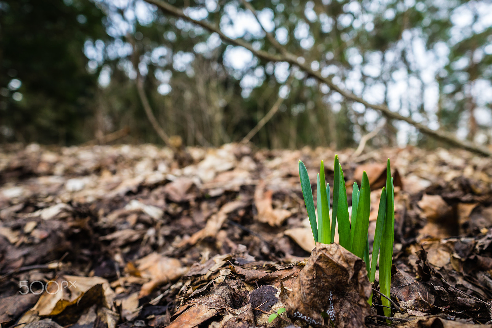 Sony a7 + E 21mm F2.8 sample photo. First green photography