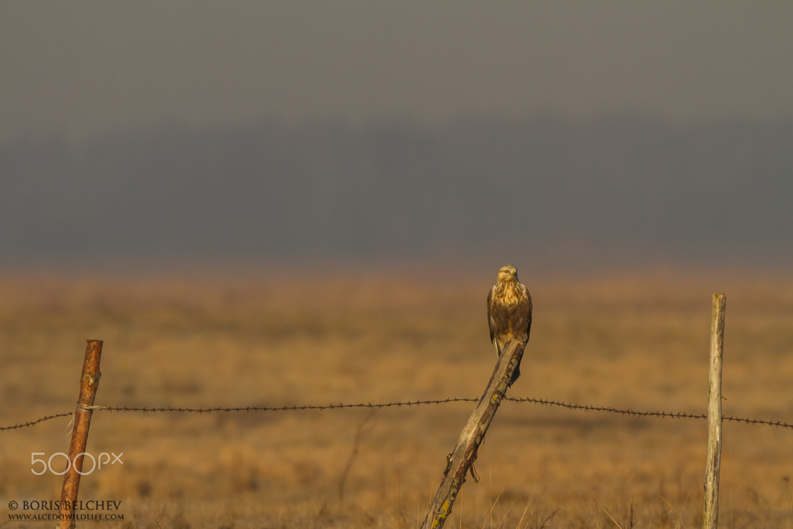 Canon EF 300mm F2.8L IS USM sample photo. Hide photography in lithuania 2015-2016 photography