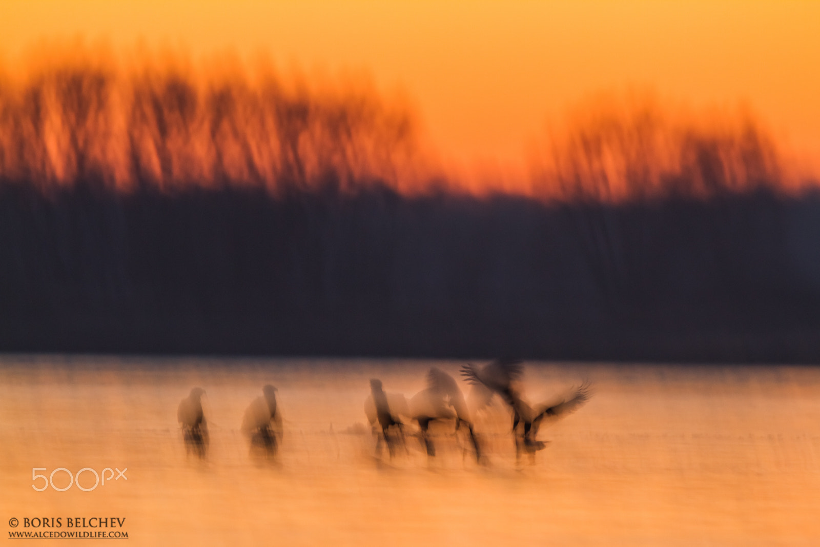 Canon EF 300mm F2.8L IS USM sample photo. Hide photography in lithuania 2015-2016 photography