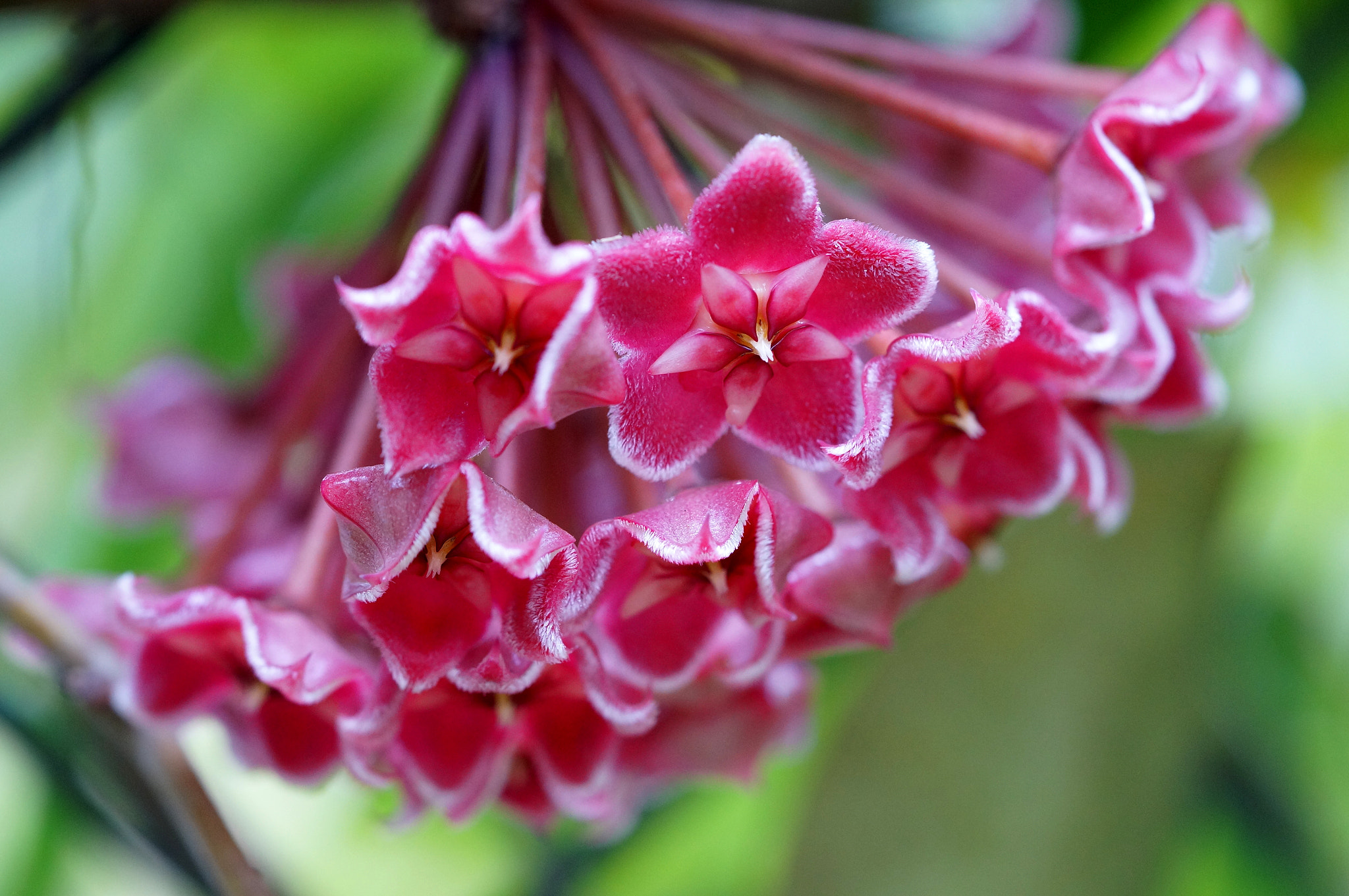 Sony Alpha NEX-6 + Sony FE 90mm F2.8 Macro G OSS sample photo. Common wax-plant photography