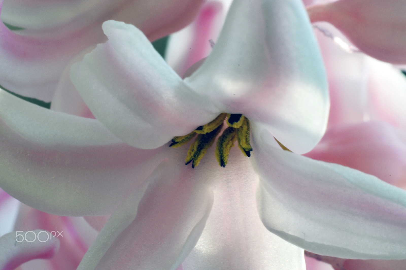 Nikon D3200 + AF Nikkor 50mm f/1.8 sample photo. Hyazintheblüte photography