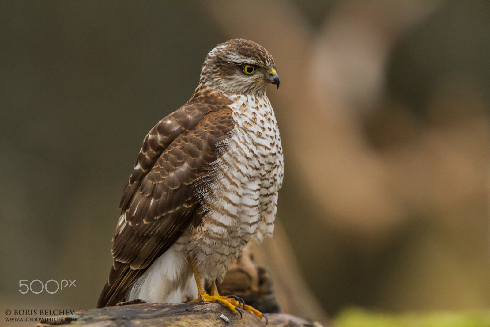 Canon EF 300mm F2.8L IS USM sample photo. Hide photography in lithuania 2015-2016 photography