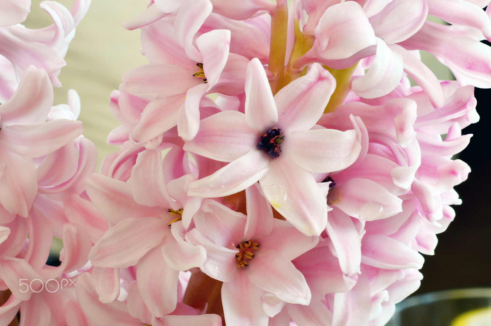 Nikon D3200 + AF Nikkor 50mm f/1.8 sample photo. Rosa blüten photography