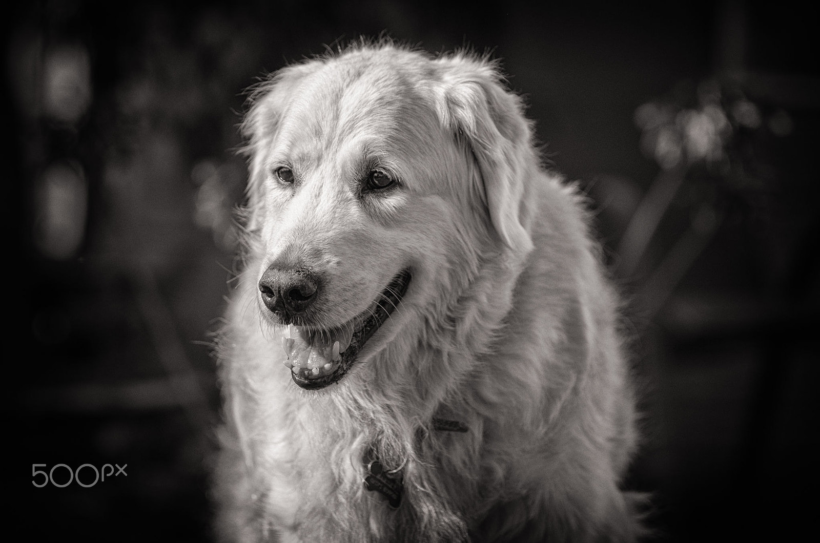 Pentax K-50 sample photo. Barney golden retriever photography