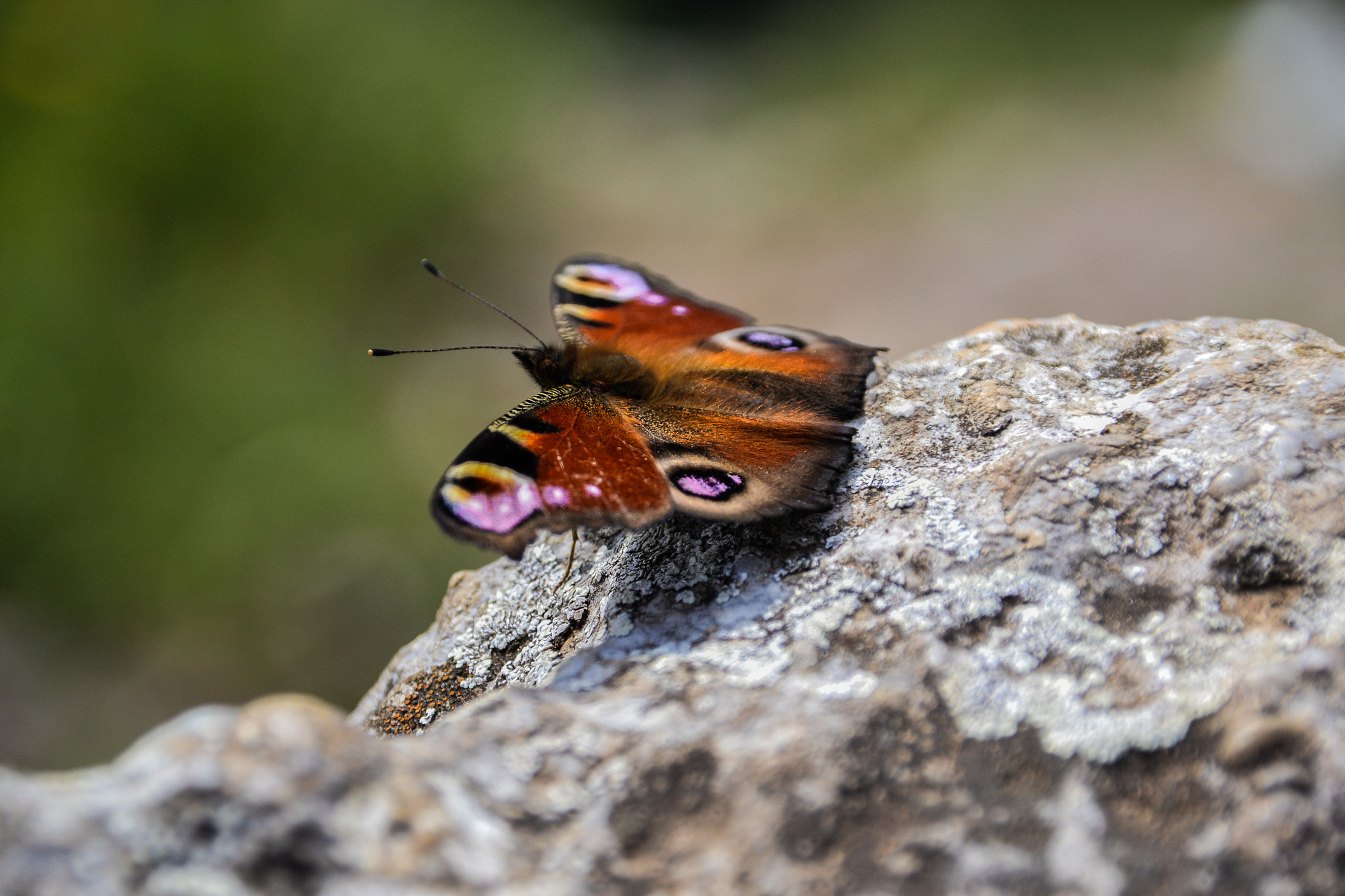 Nikon D3100 + Sigma 18-200mm F3.5-6.3 DC sample photo. Butterfly photography
