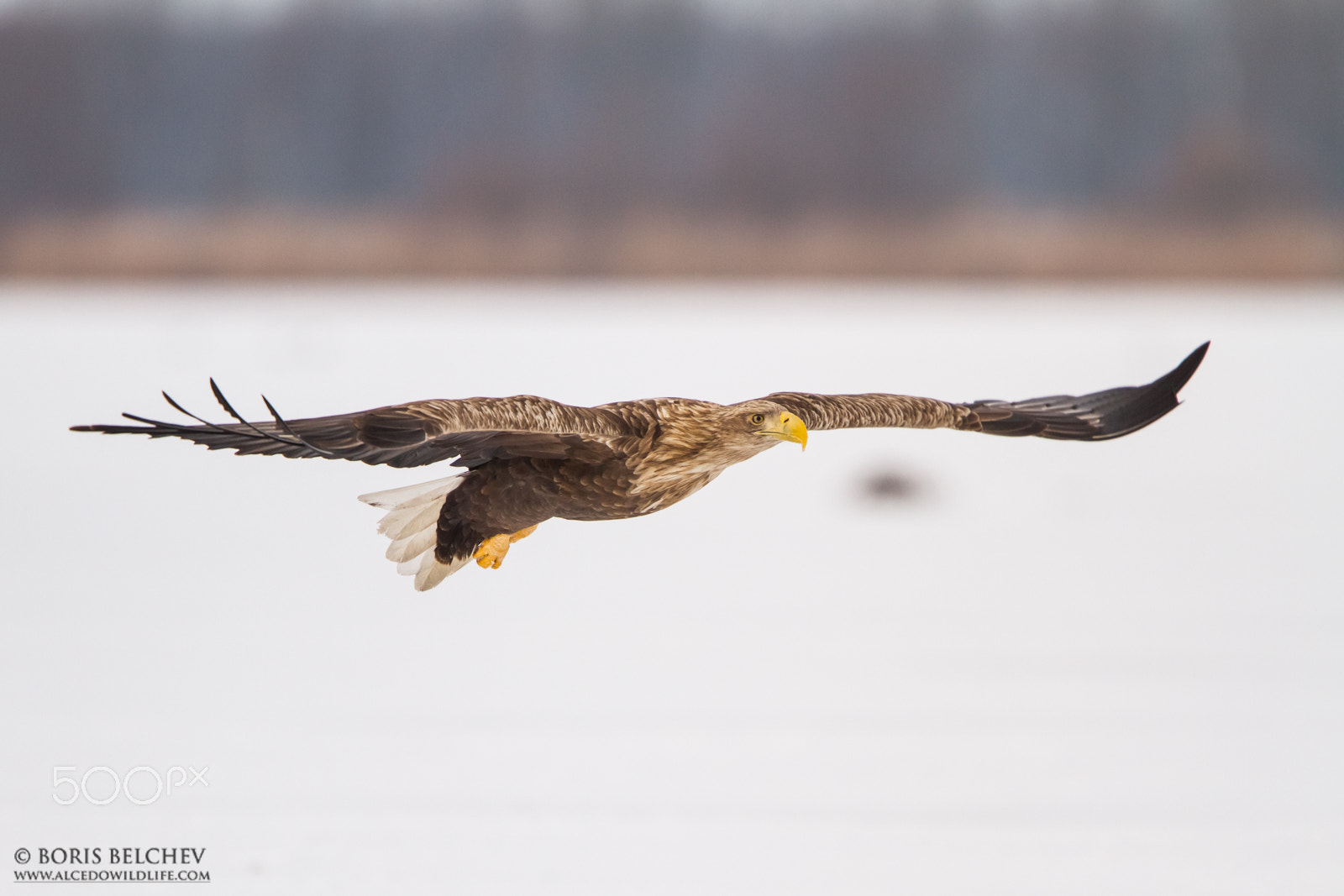Canon EF 300mm F2.8L IS USM sample photo. Hide photography in lithuania 2015-2016 photography