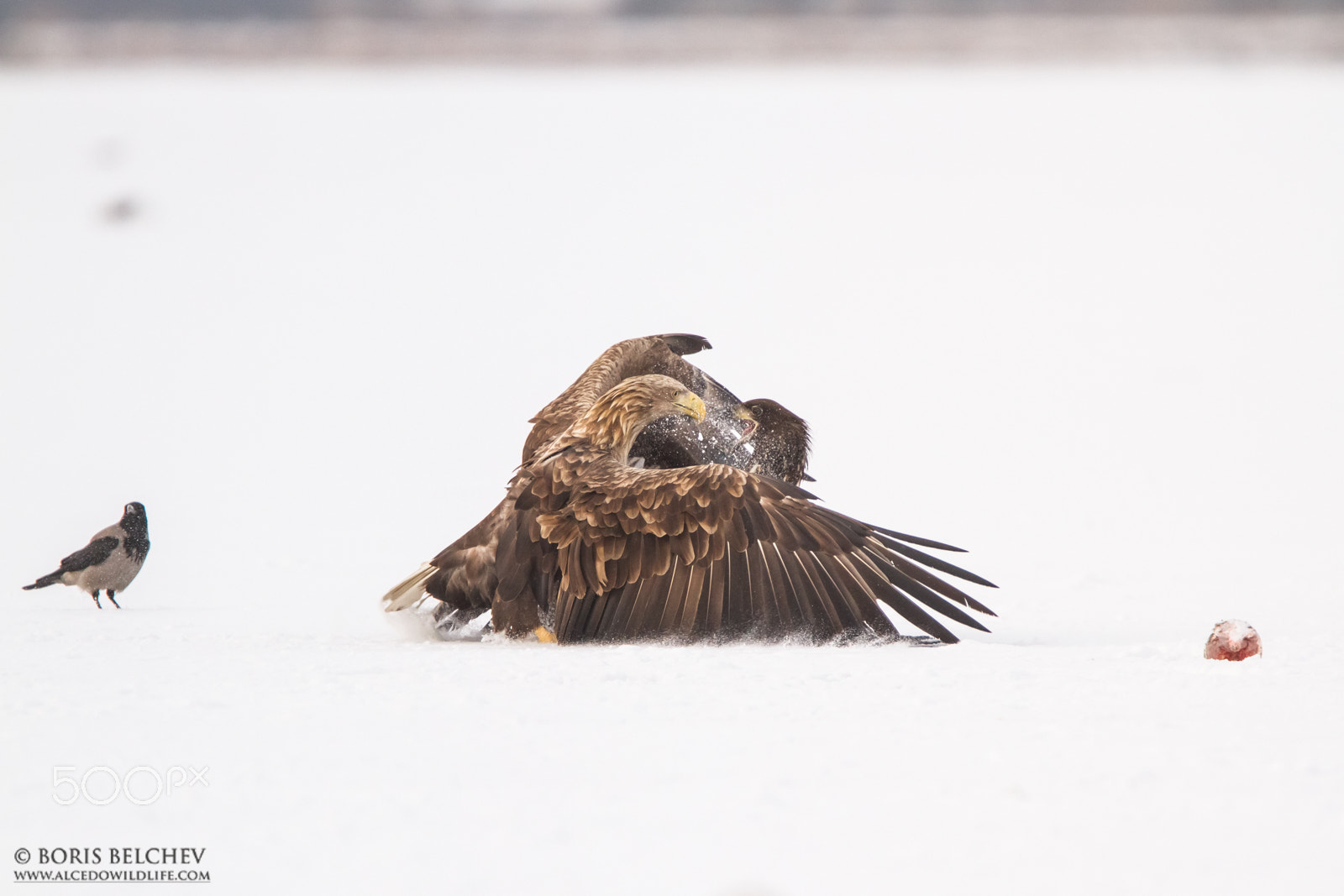 Canon EF 300mm F2.8L IS USM sample photo. Hide photography in lithuania 2015-2016 photography