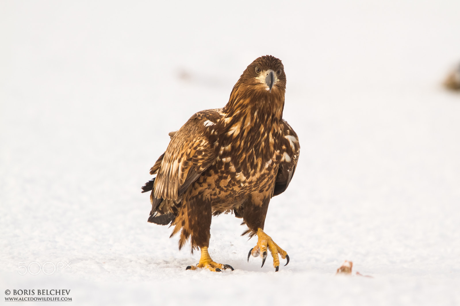 Canon EF 300mm F2.8L IS USM sample photo. Hide photography in lithuania 2015-2016 photography