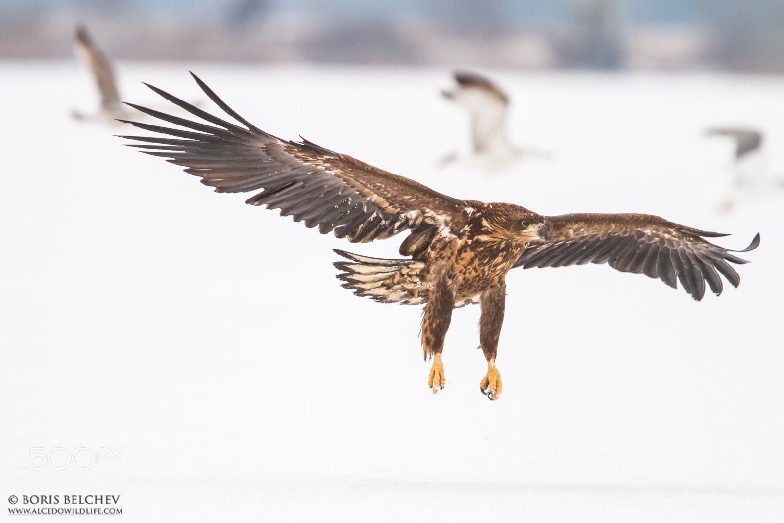 Canon EF 300mm F2.8L IS USM sample photo. Hide photography in lithuania 2015-2016 photography