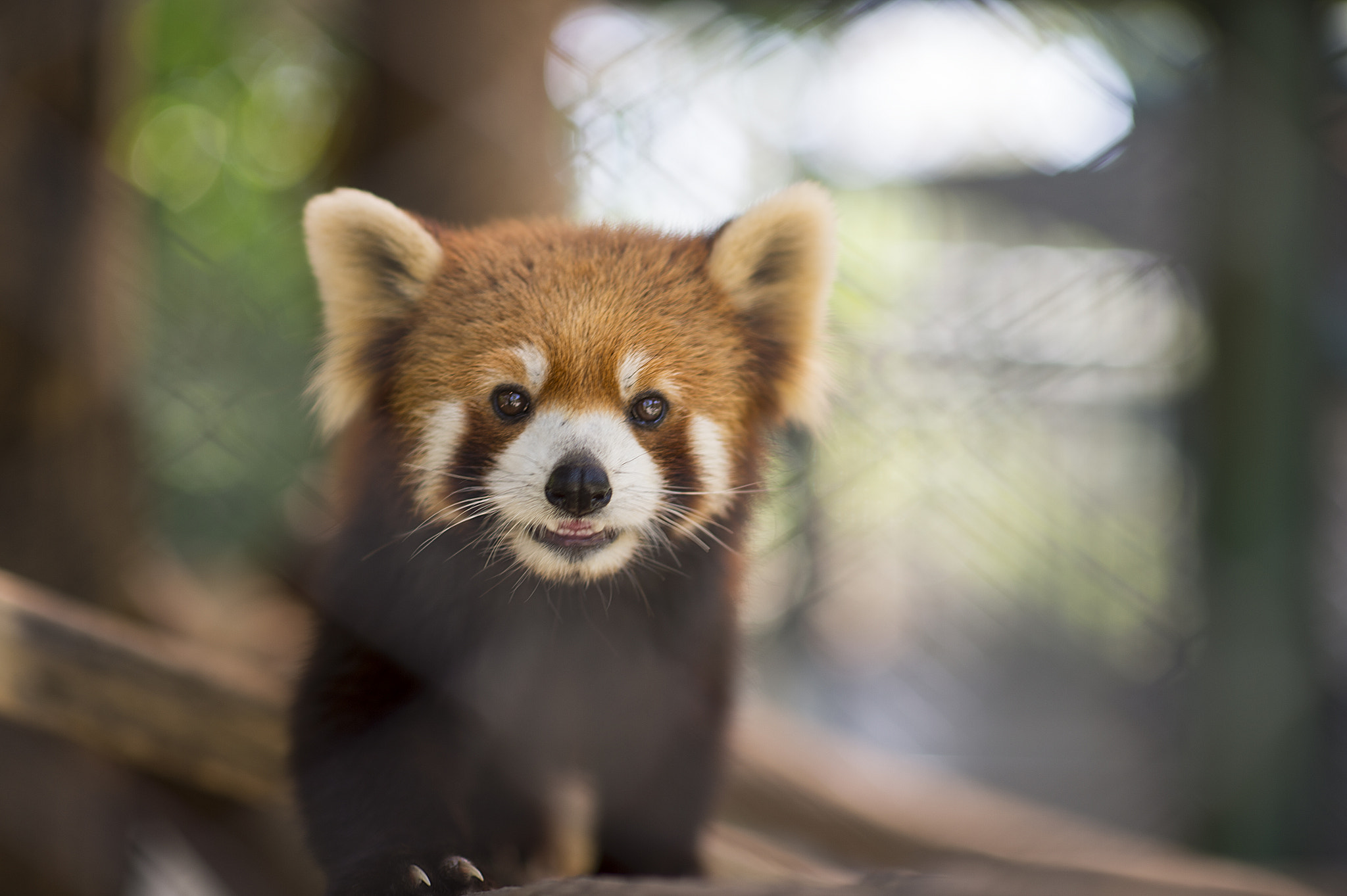 Nikon Df + Nikon AF-S Nikkor 85mm F1.4G sample photo. Red panda photography