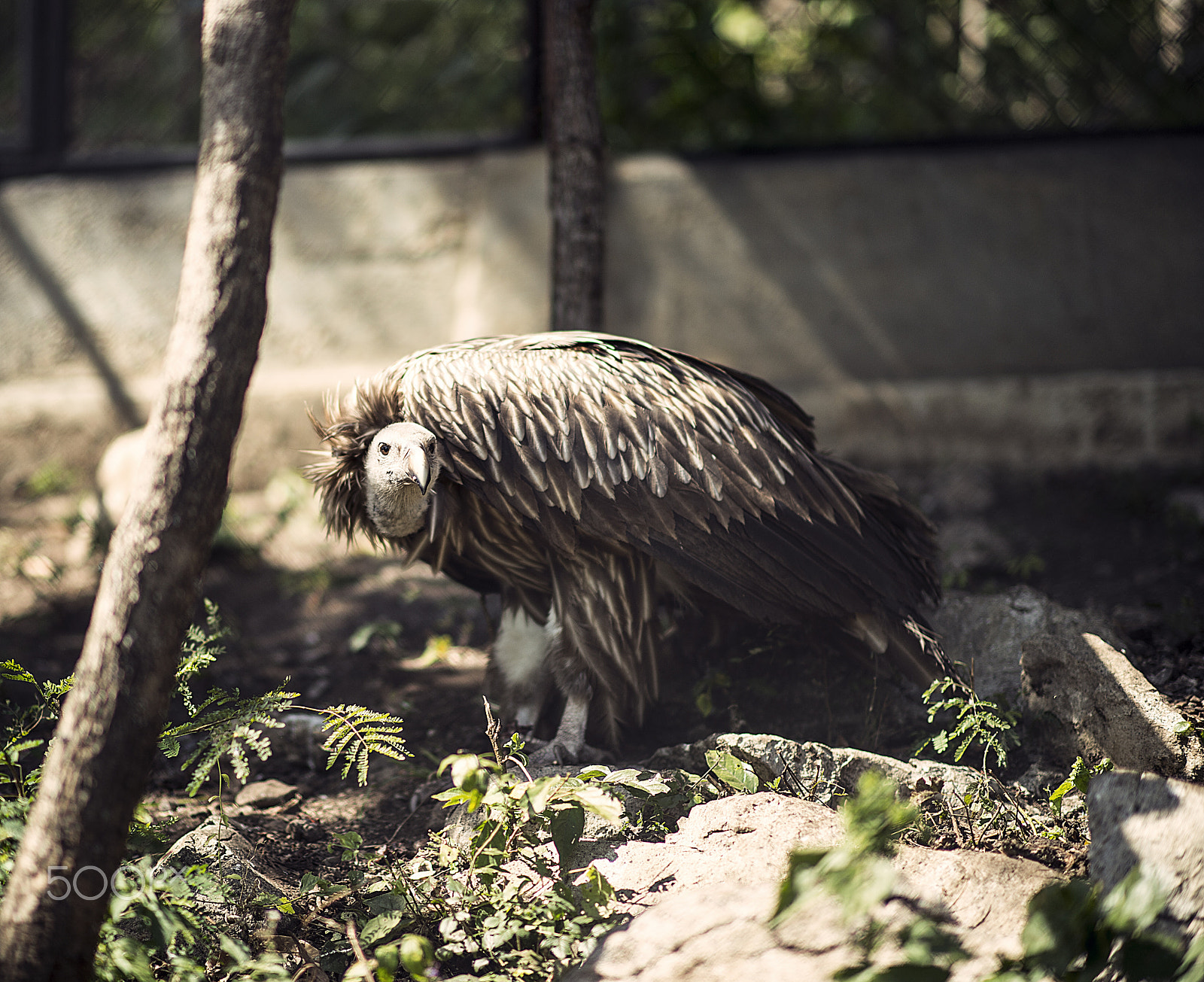 Nikon Df + Nikon AF-S Nikkor 85mm F1.4G sample photo. Vulture photography