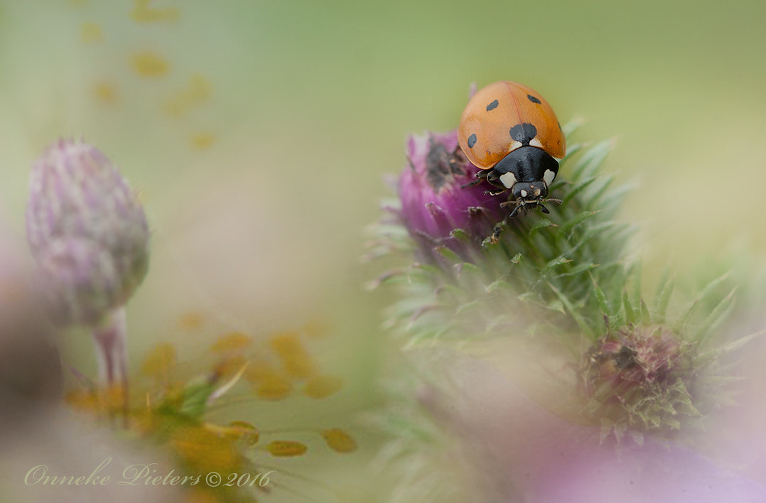 Canon EOS 30D + Canon EF 100mm F2.8 Macro USM sample photo. Colors of the summer photography