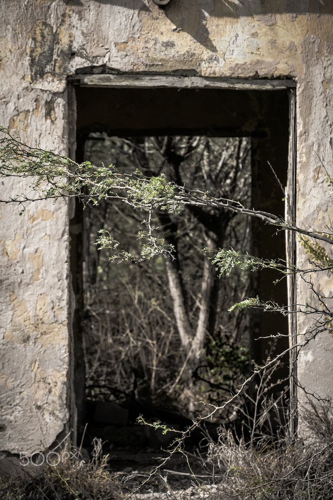 Nikon 1 Nikkor VR 30-110mm F3.8-5.6 sample photo. Forbidden forrest photography