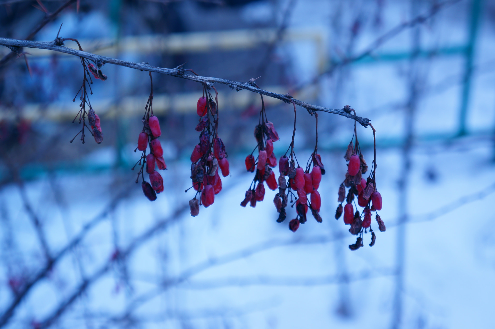 Sony FE 28-70mm F3.5-5.6 OSS sample photo. Berries photography