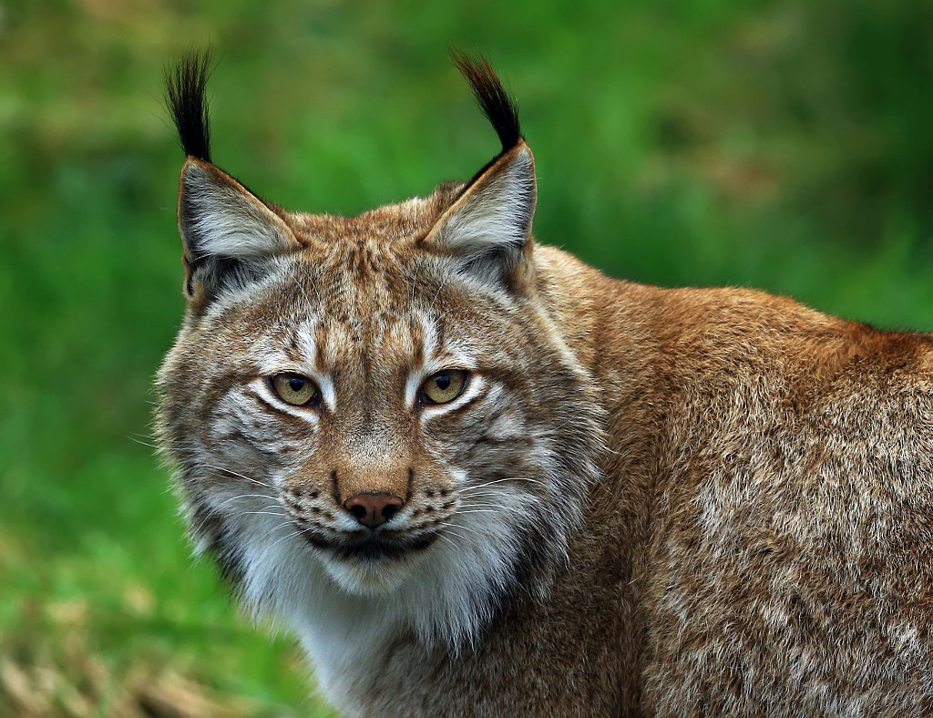 lynx Portrait by loramulle / 500px