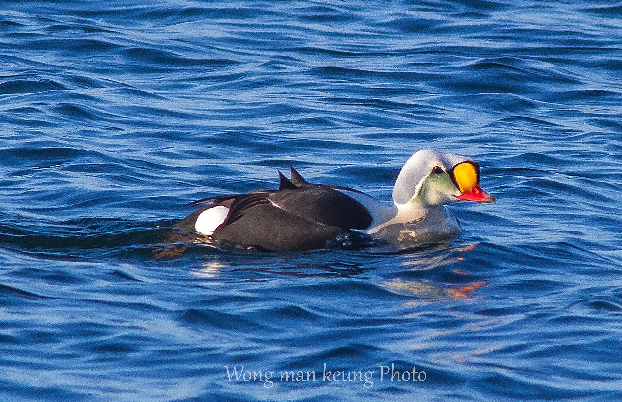 Canon EF 400mm F5.6L USM sample photo. King eider photography
