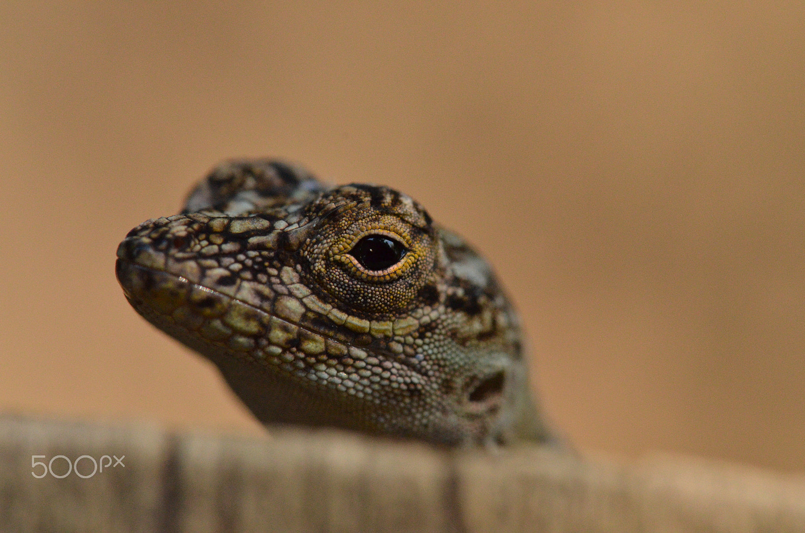 Tamron SP AF 180mm F3.5 Di LD (IF) Macro sample photo. Dsc_8754.jpg photography