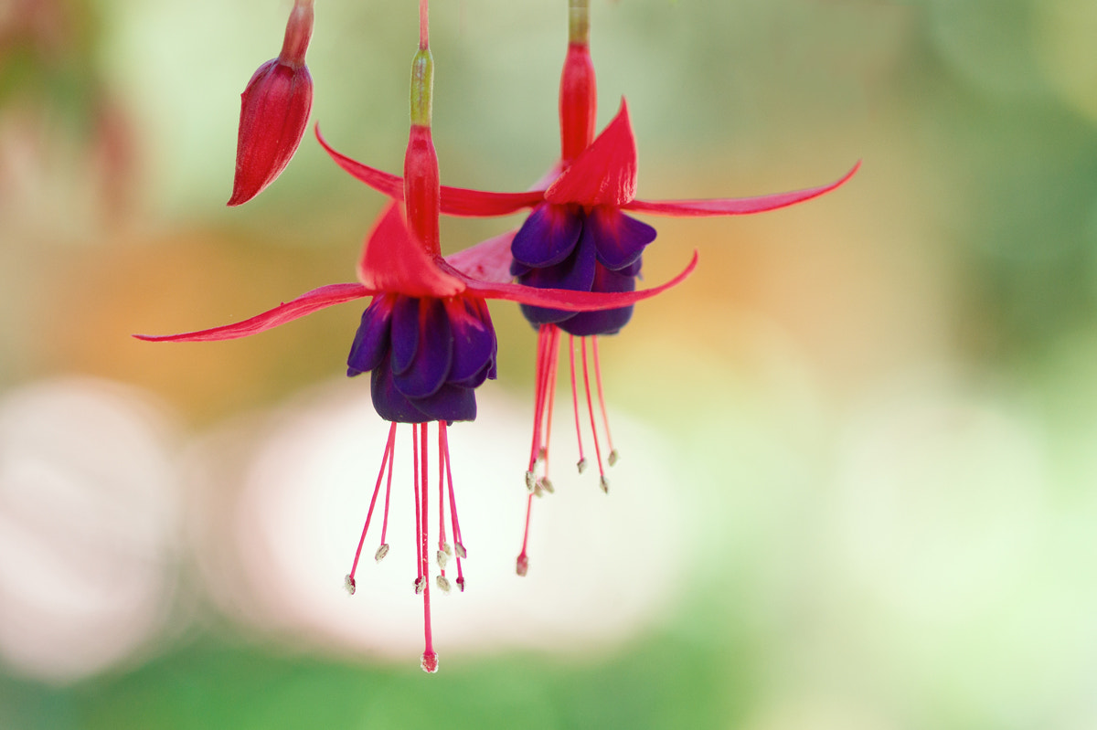 Sony Alpha DSLR-A550 + Sony 100mm F2.8 Macro sample photo. Hanging stars photography