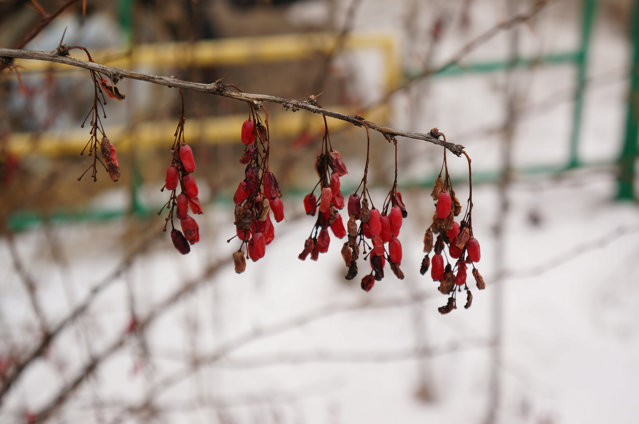 Sony FE 28-70mm F3.5-5.6 OSS sample photo. Berries2 photography