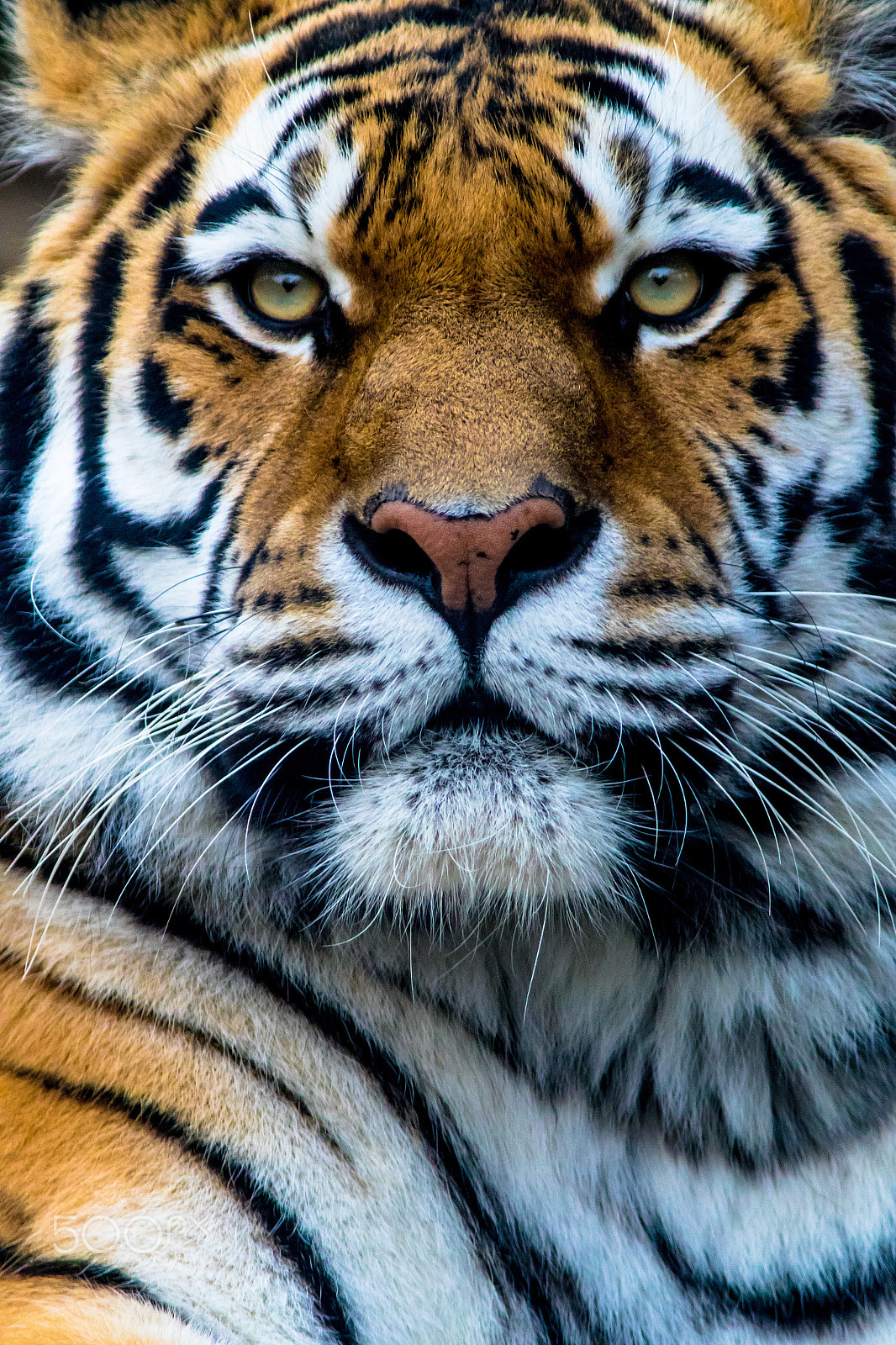 Canon EF 400mm F5.6L USM sample photo. Amur tiger photography