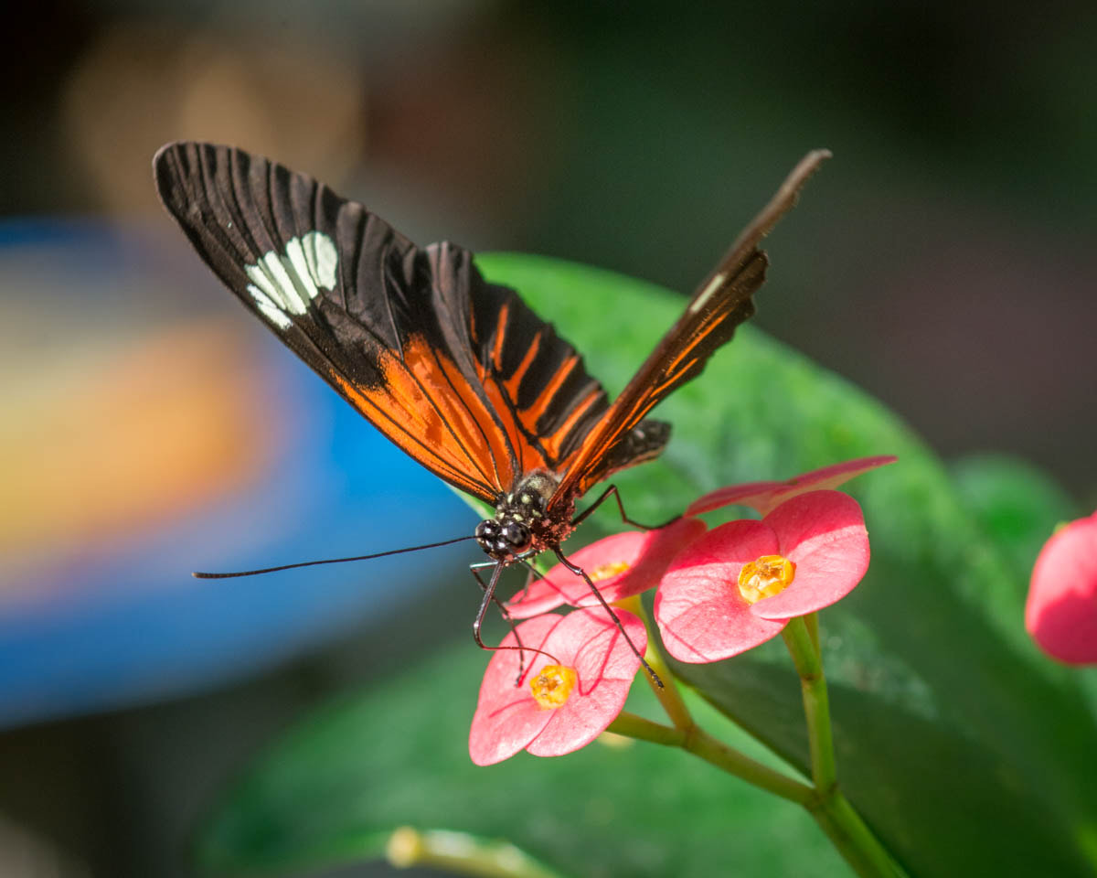 Nikon D7100 + Sigma 105mm F2.8 EX DG Macro sample photo. Butterfly photography