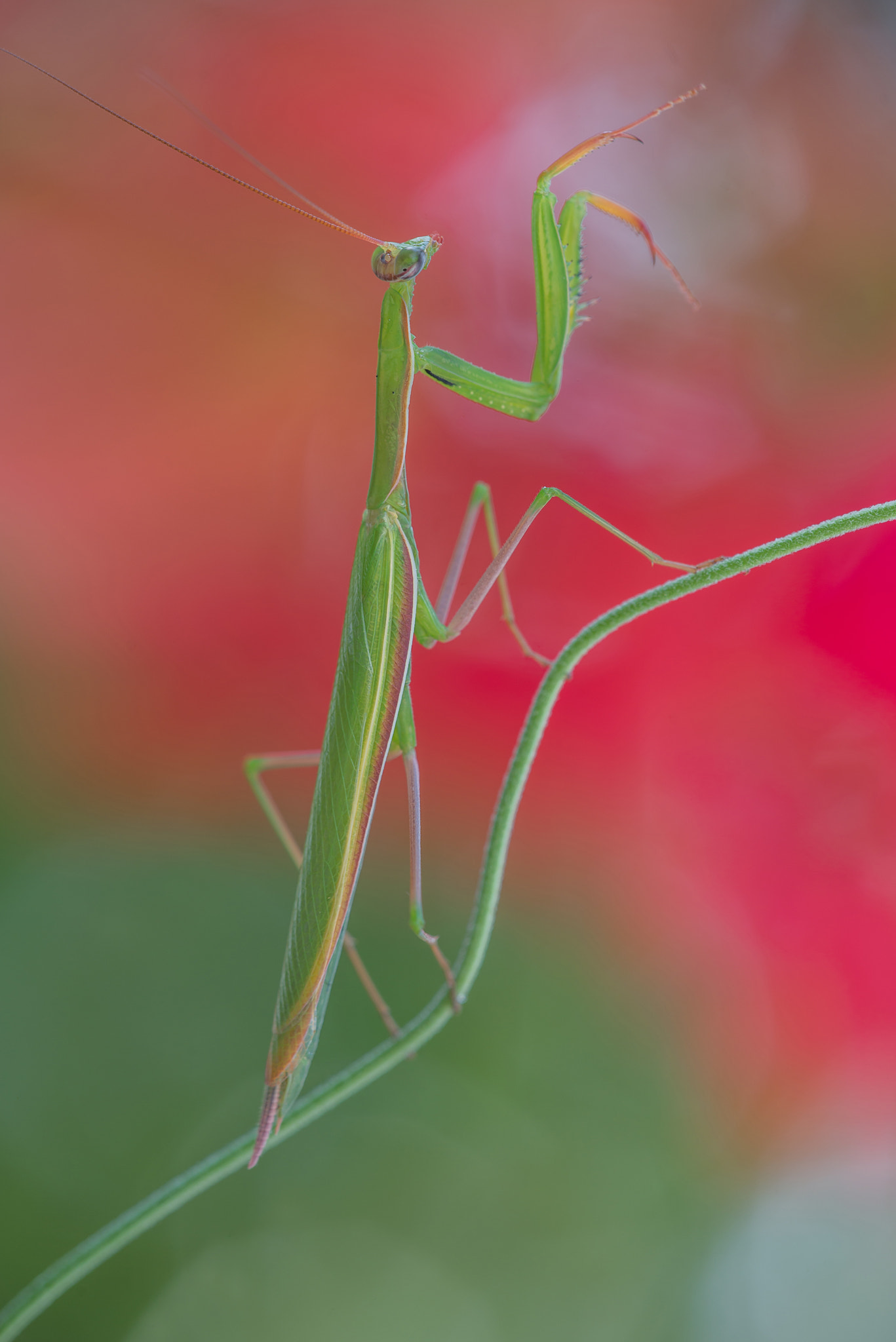 Sigma 150mm F2.8 EX DG Macro HSM sample photo. Mantis colors photography