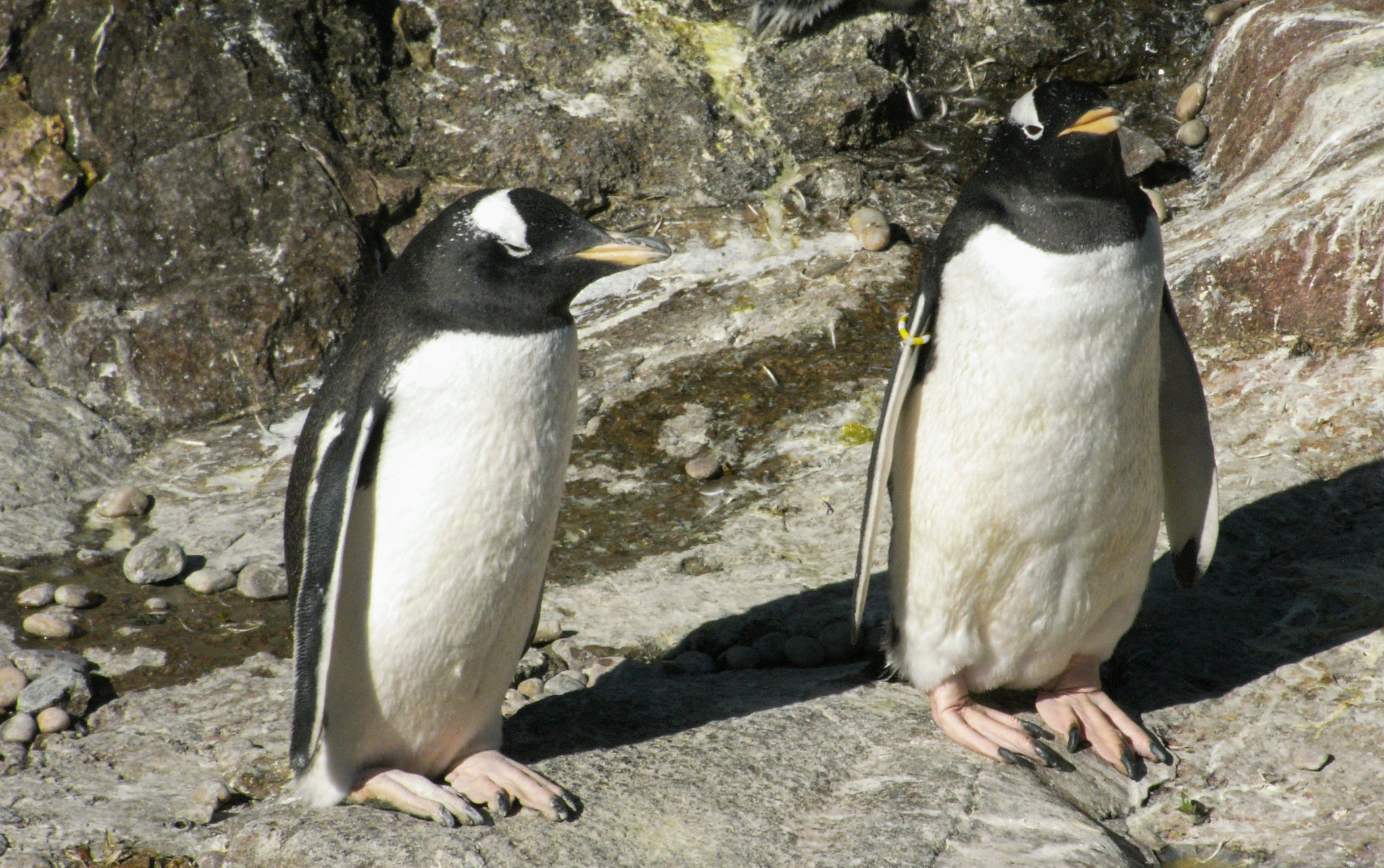 Ricoh Caplio R6 sample photo. Penguins on parade photography