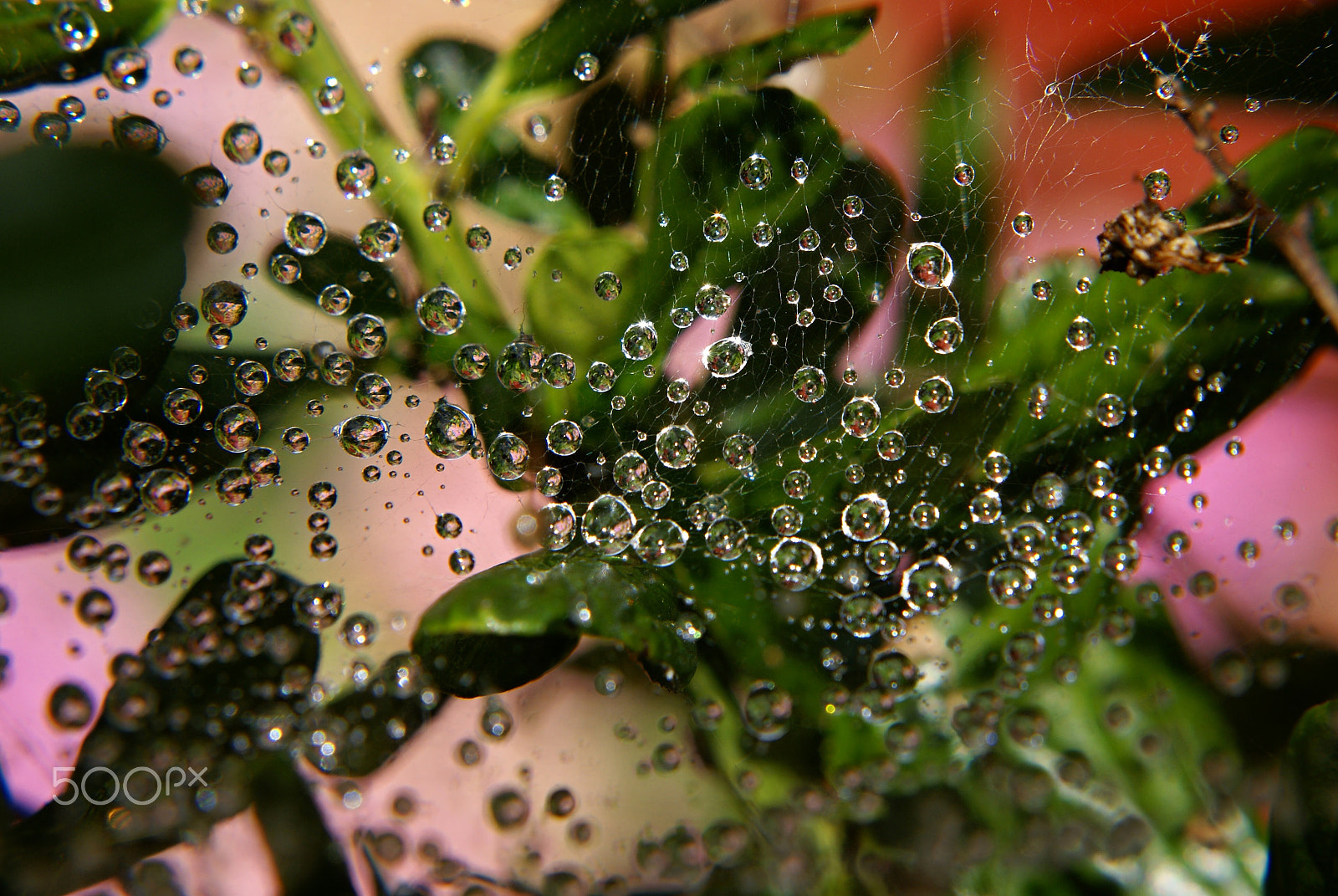 Sony Alpha DSLR-A100 + Sony DT 55-200mm F4-5.6 SAM sample photo. Water web photography