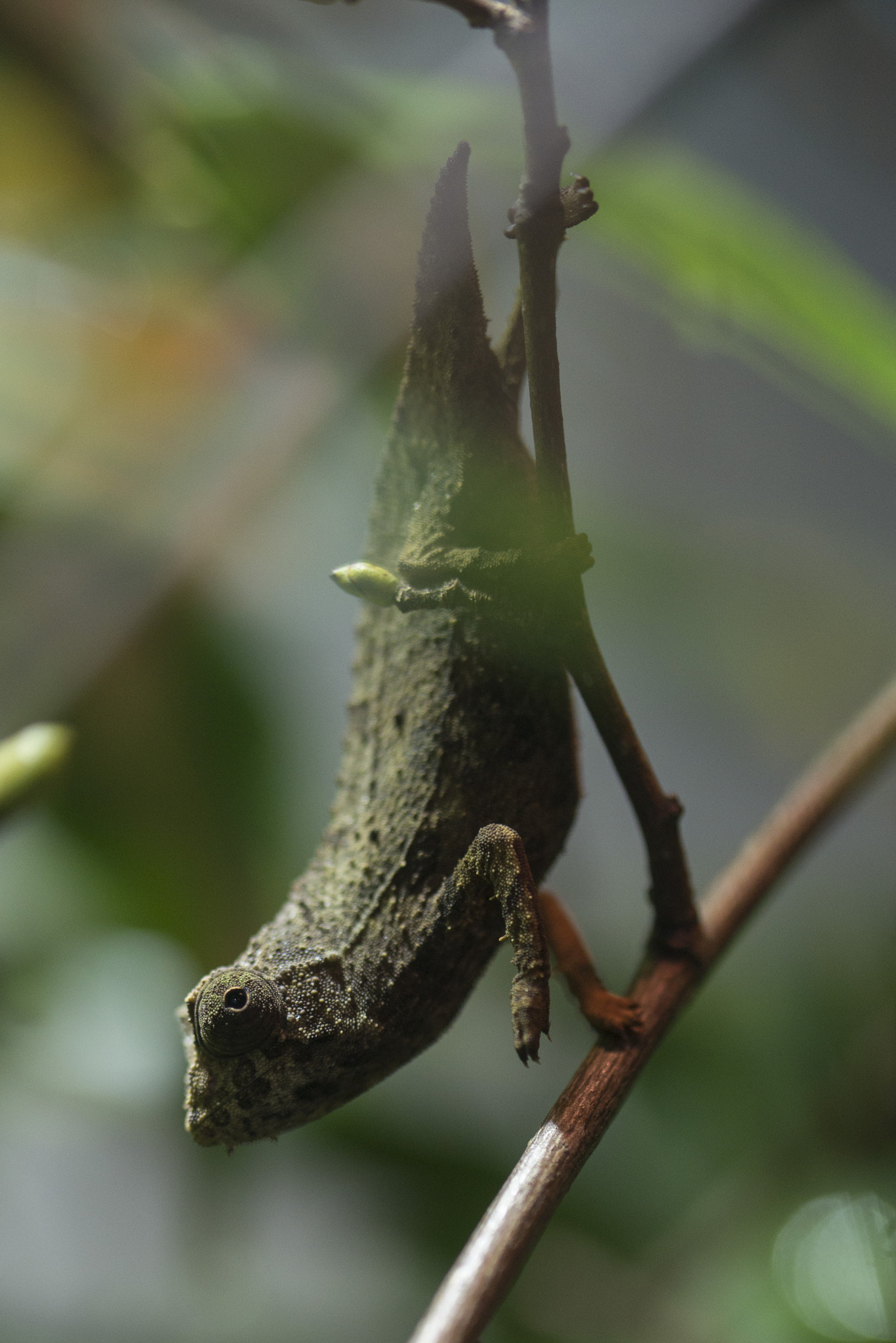 Sony a99 II + 90mm F2.8 Macro SSM sample photo. Fridolin 2 photography