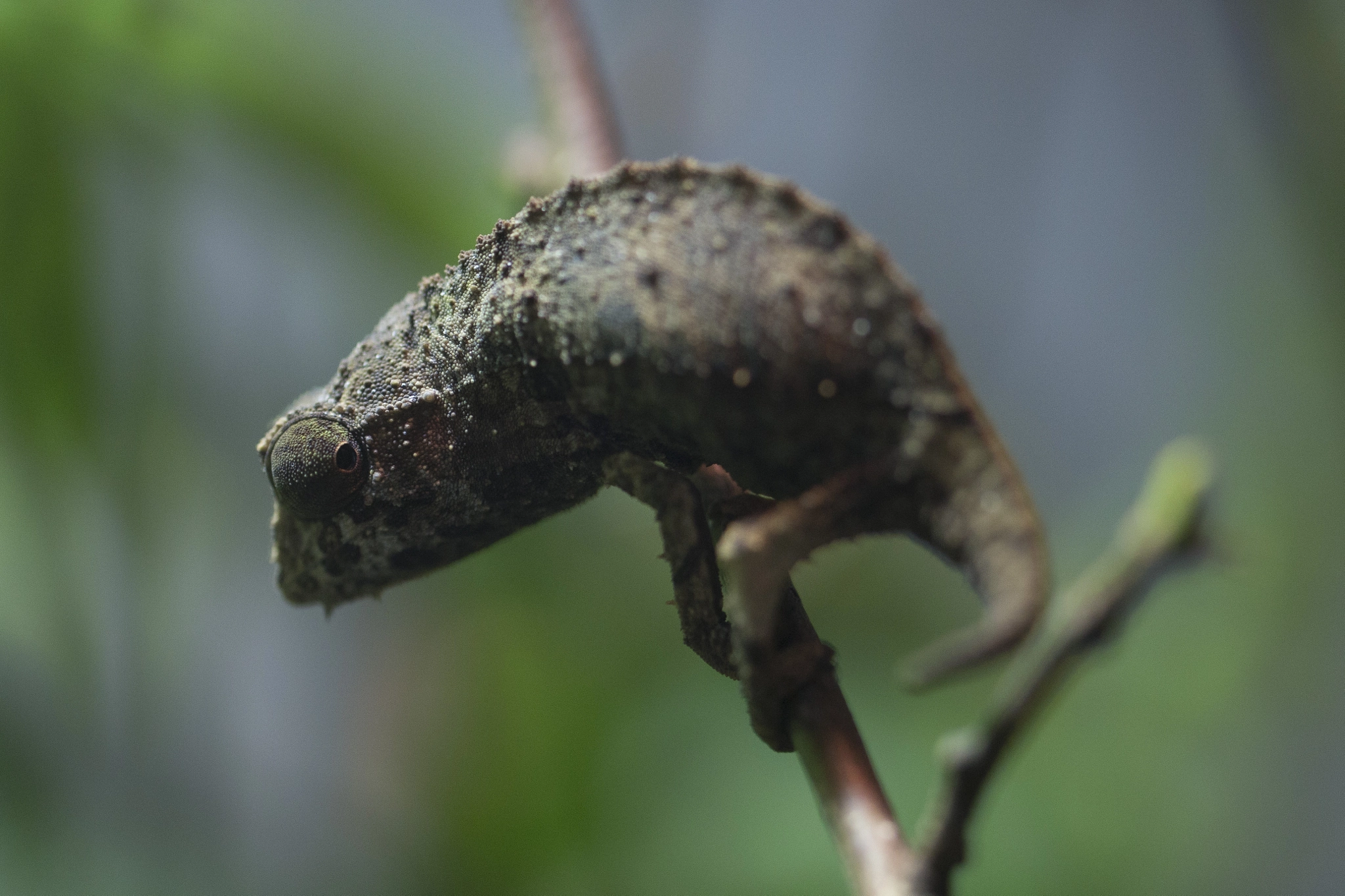 Sony a99 II + 90mm F2.8 Macro SSM sample photo. Fridolin 1 photography