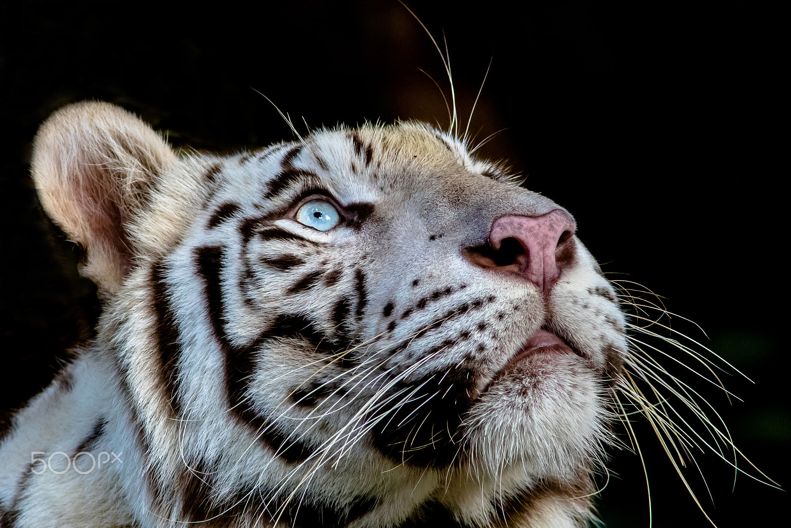Canon EF 400mm F5.6L USM sample photo. White tiger photography