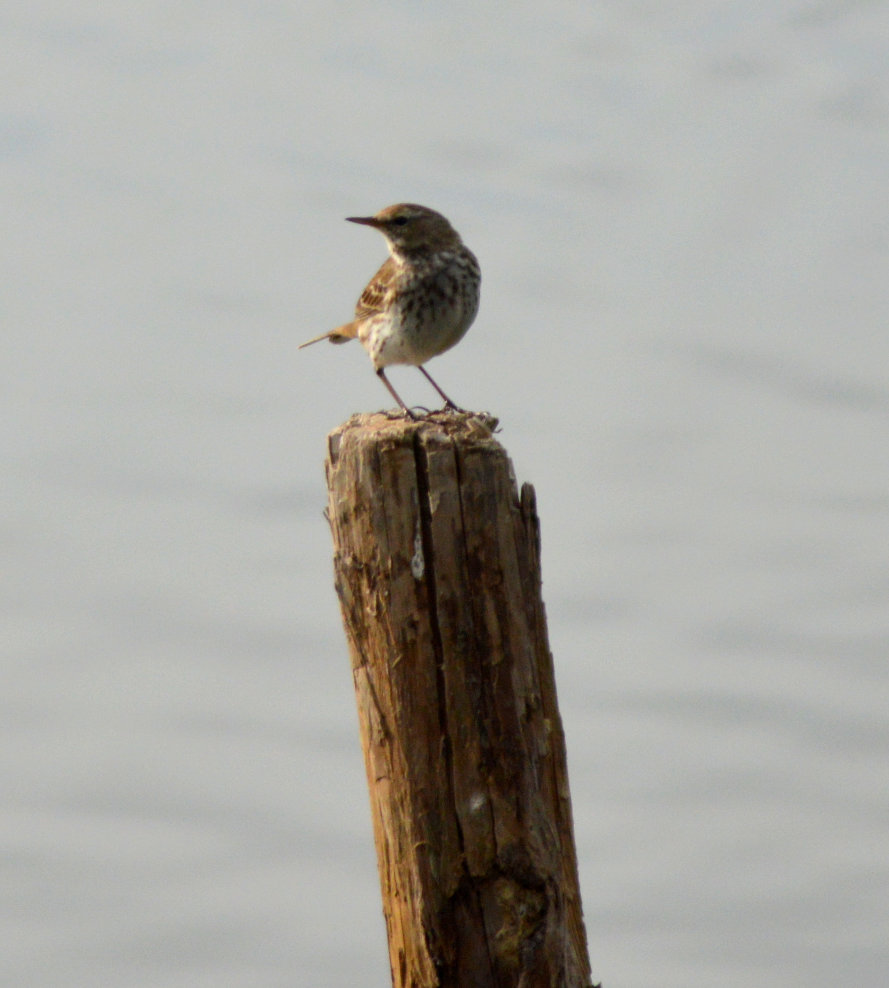 Nikon D3200 + AF Zoom-Nikkor 80-200mm f/4.5-5.6D sample photo. Waiting for photography