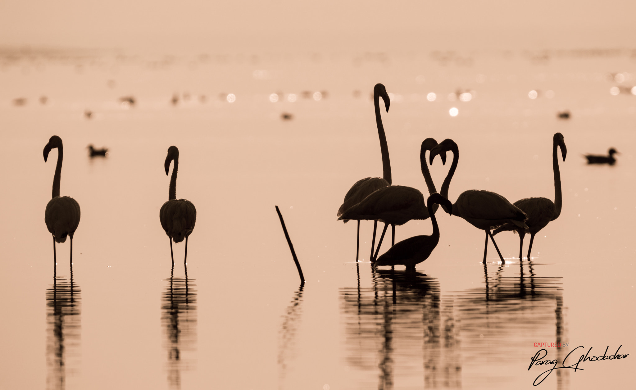 Nikon D3200 + Tamron SP 150-600mm F5-6.3 Di VC USD sample photo. Love of the flamingos photography